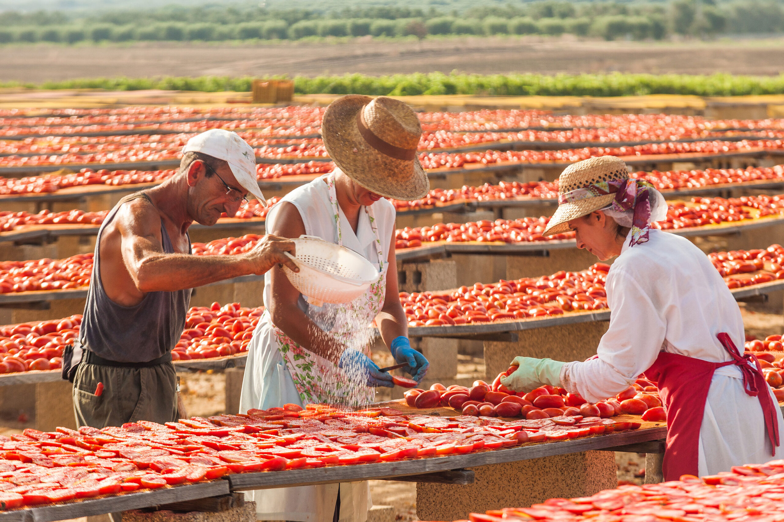 produktion soltørrede tomater i Italien