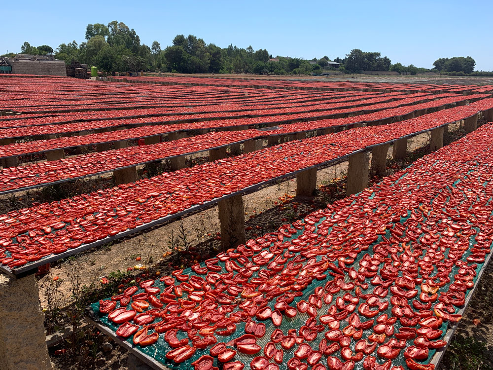 soltørrede tomater tørrer i solen i Italien